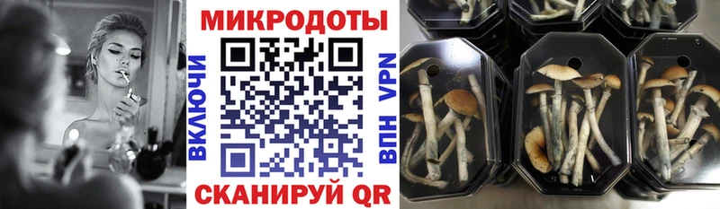 MEGA ССЫЛКА Железногорск Псилоцибиновые грибы Psilocybine cubensis